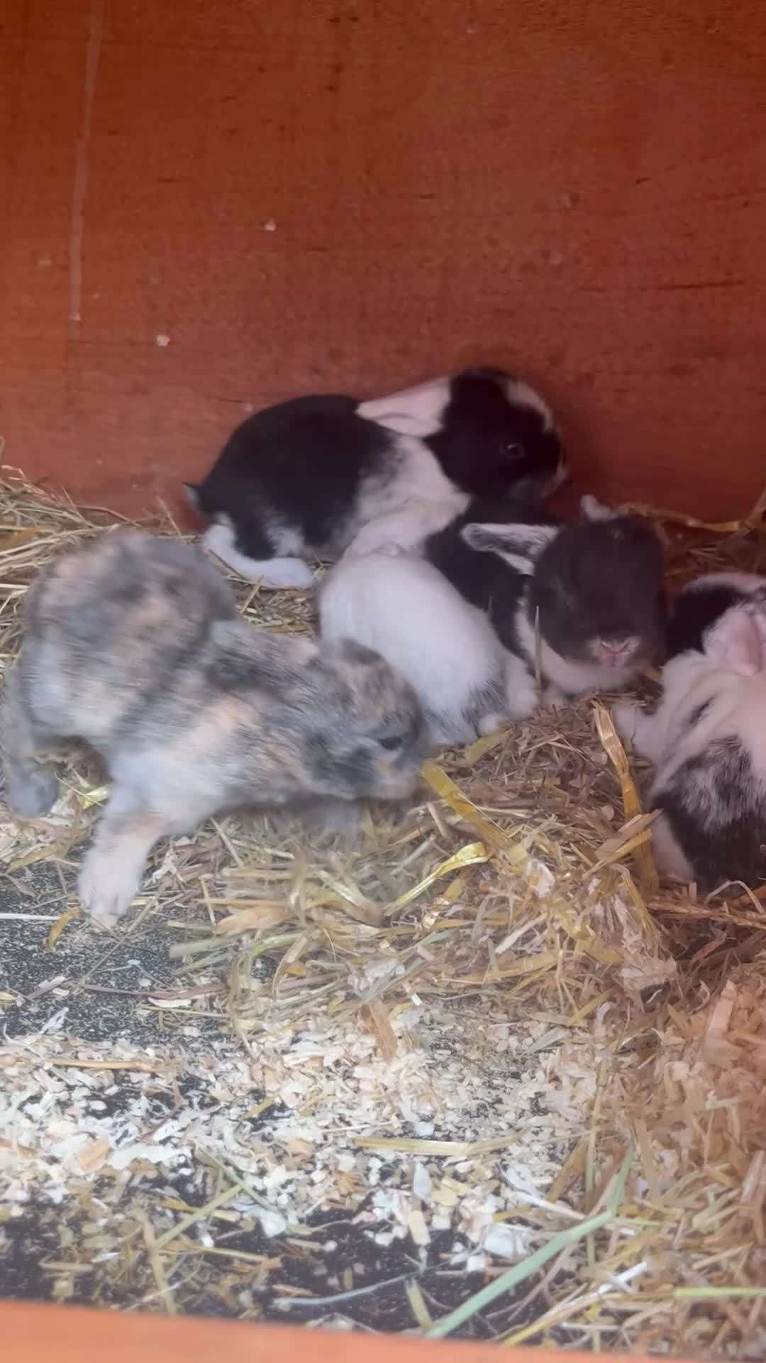 Mini Lop rabbits for sale: Mini Lop Babies - Ready to leave end of July  - Video 1