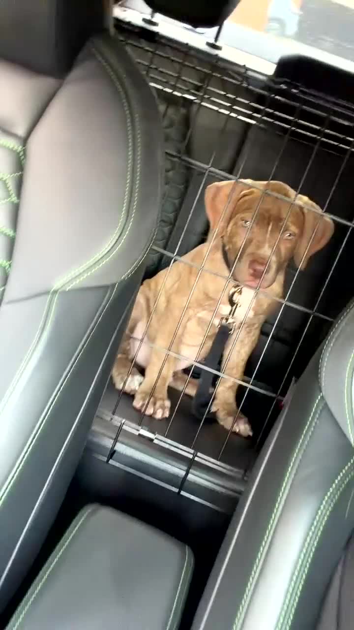 Mixed Breed dogs for sale: 9 week male cane corso x de bordeaux in Birmingham - Video 1