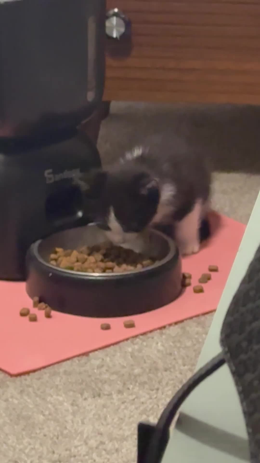 Mixed Breed cats for sale: 🐾 Kitten 4 – The Sweetheart - Video 1