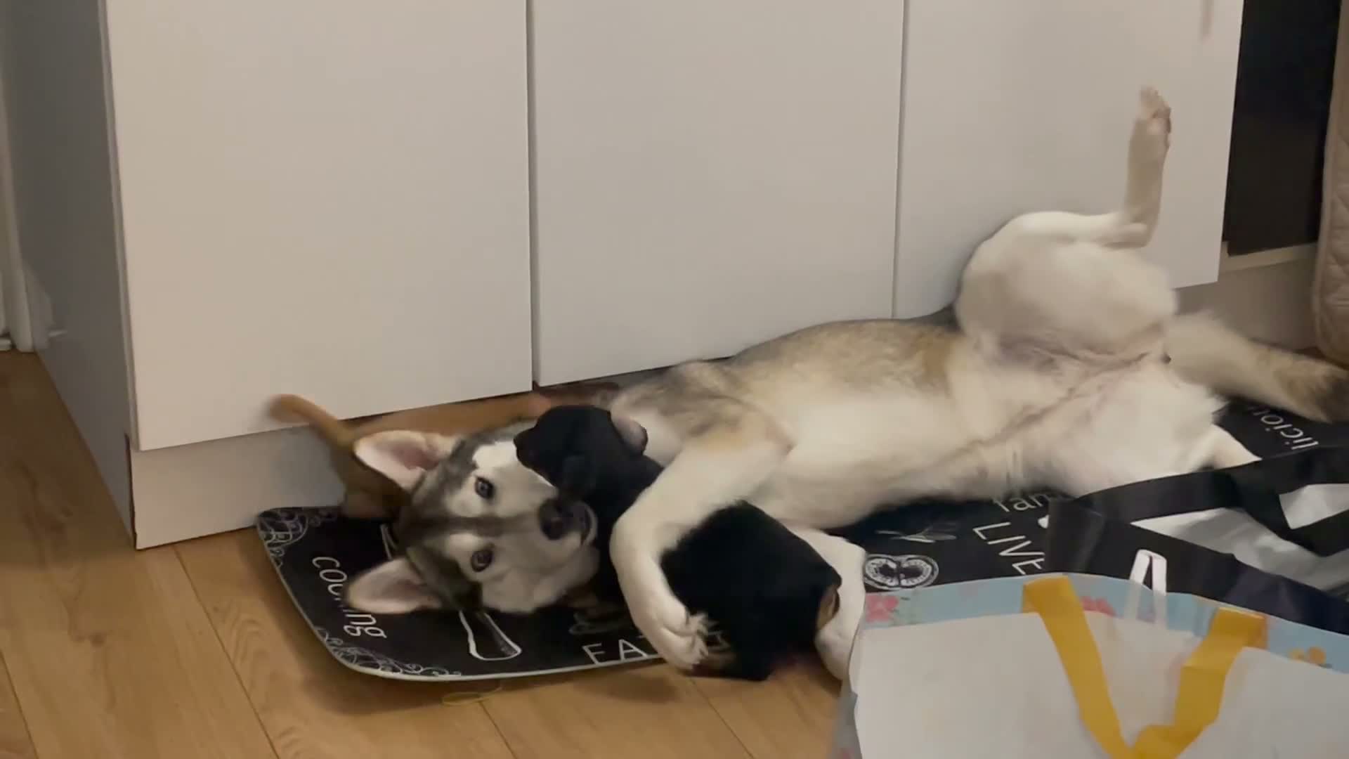 Siberian Husky dogs for sale: Beautiful Husky Girl - Video 1