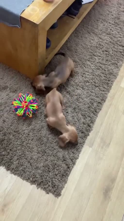 Dachshund dogs for sale: One girl left looking forever home  - Video 2