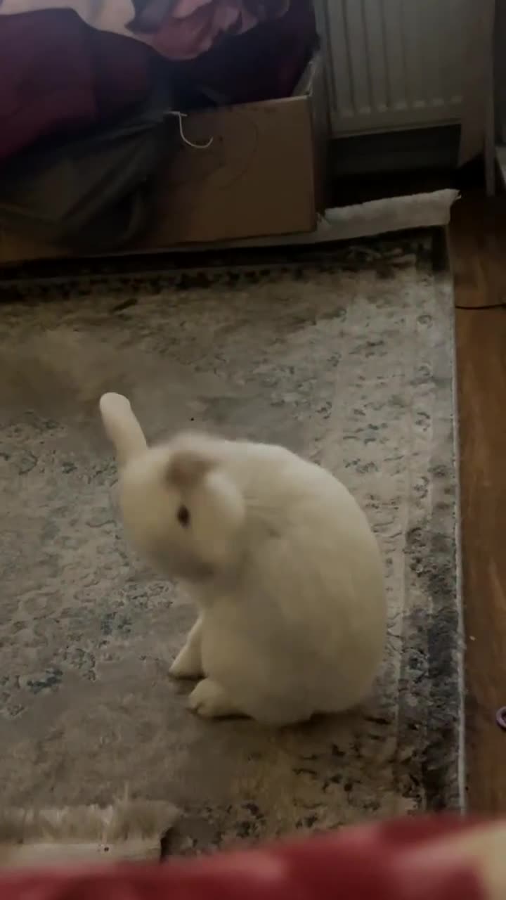 New Zealand rabbits for sale: rabbit for sale - Video 2