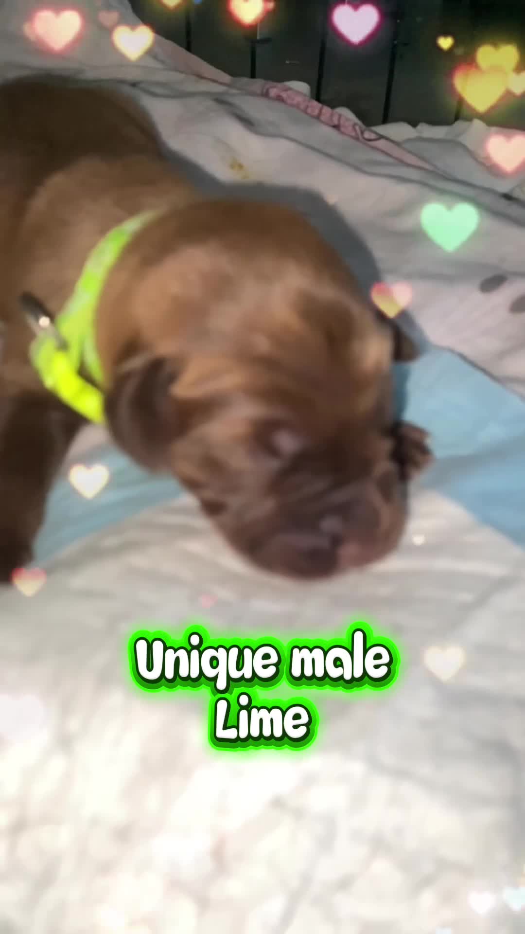 Mixed Breed dogs for sale: Beautiful Family-Raised Sheprador Puppies - Video 1