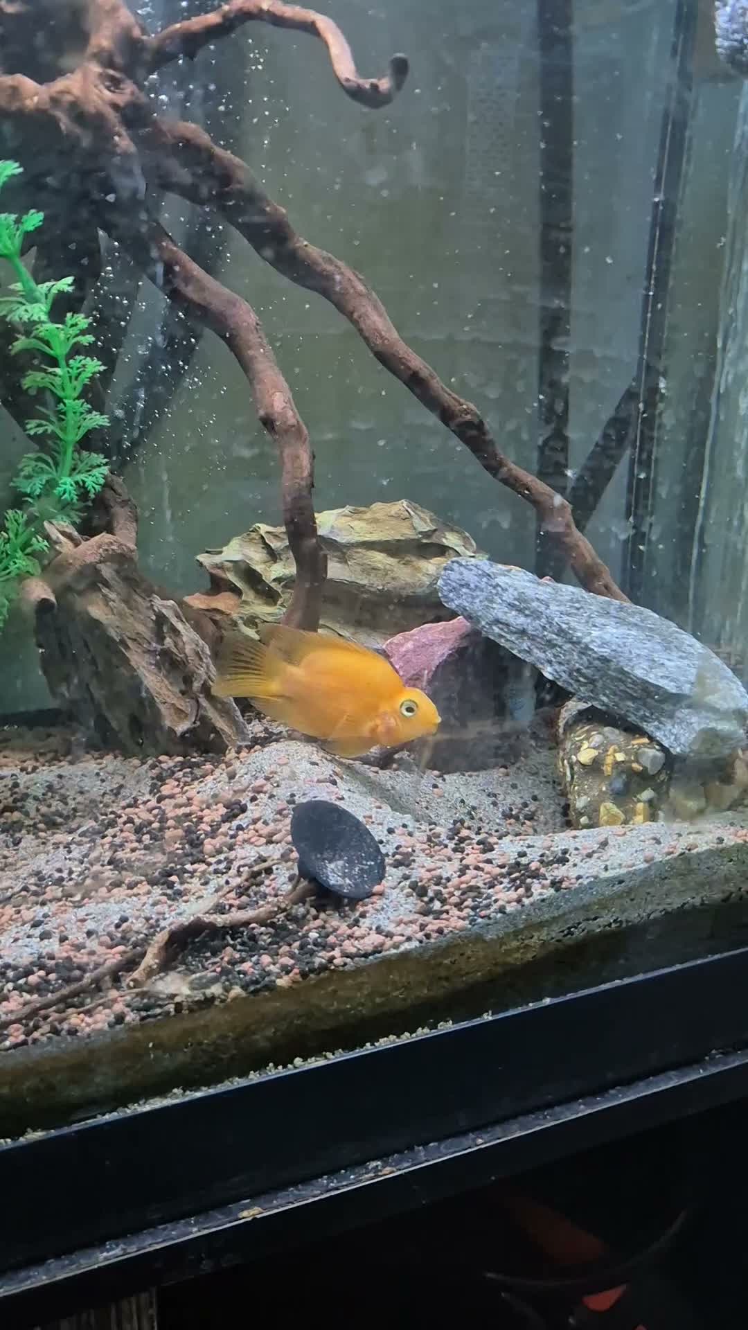 Cichlids fish for sale: Blood parrots and polar parrot fish - Video 2