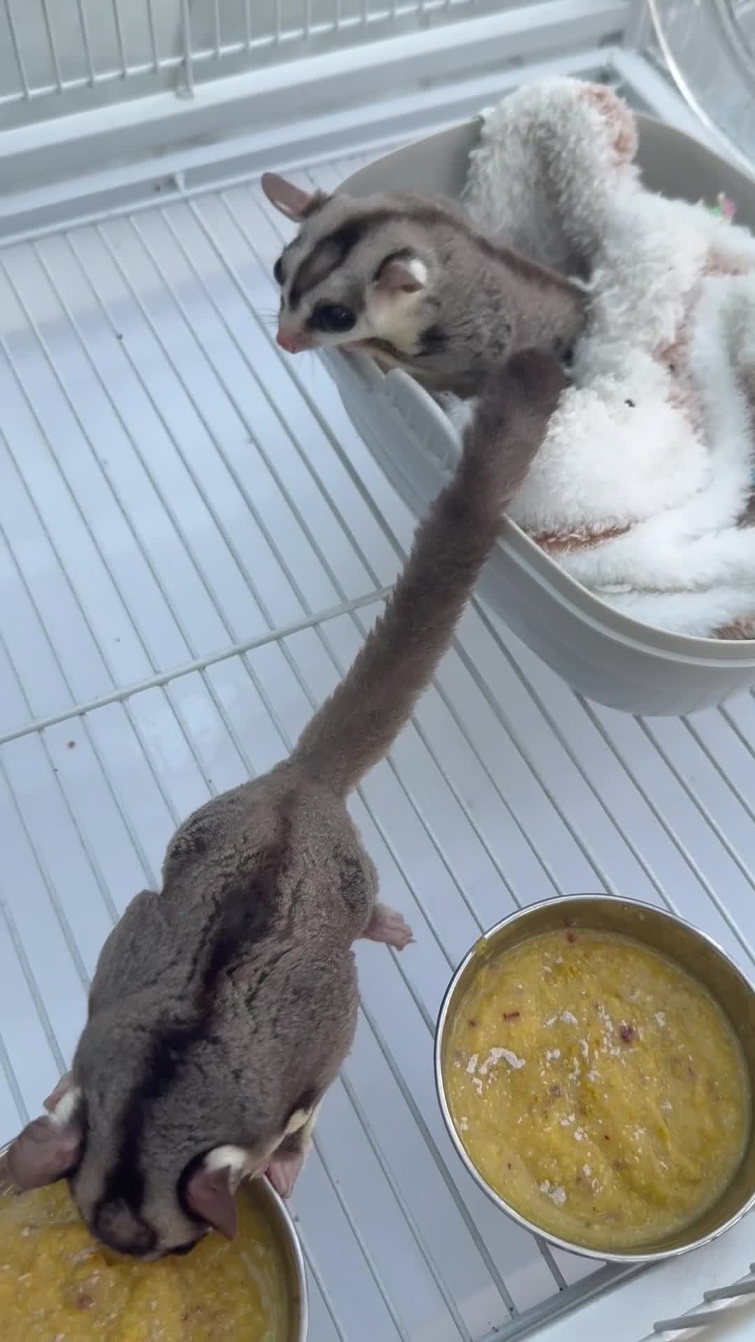 Sugar Glider rodents for sale: 2x Male sugar Gliders age 3 years in Stanford-le-Hope - Video 4