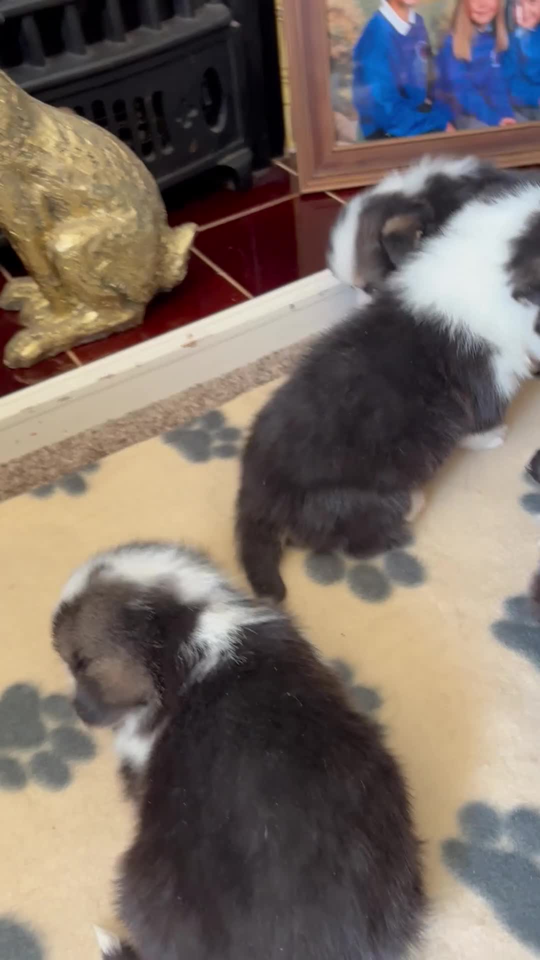Welsh Corgi Pembroke dogs for sale: Fluffy puppies! - Video 3