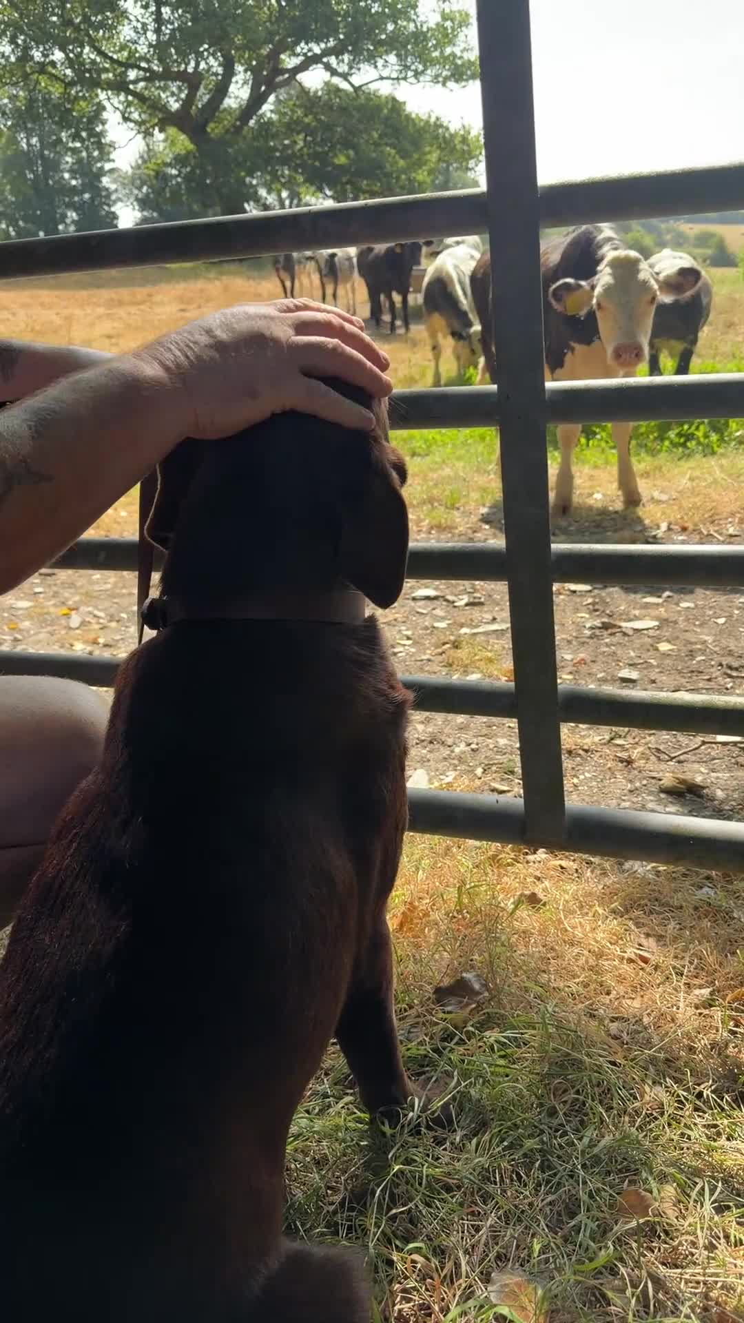 Labrador Retriever dogs for sale: Quality KC Reg Chocolate Labrador Retriever Adult - Video 1