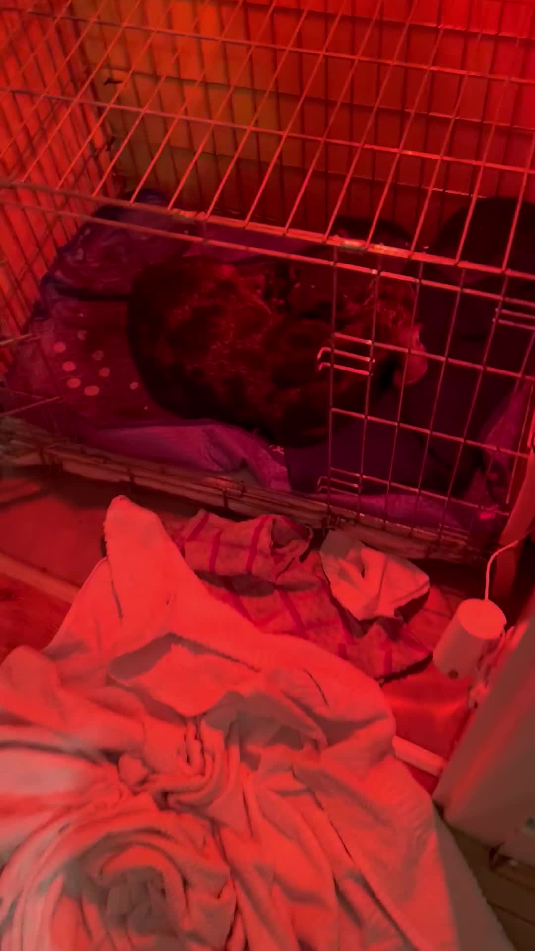 Miniature Dachshund dogs for sale: miniature dash hounds - Video 4