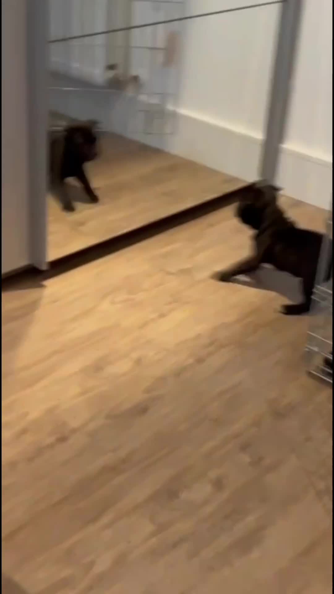 Staffordshire Bull Terrier dogs for sale: KC Registered champion yoshi pedigree Staffy pup - Video 1