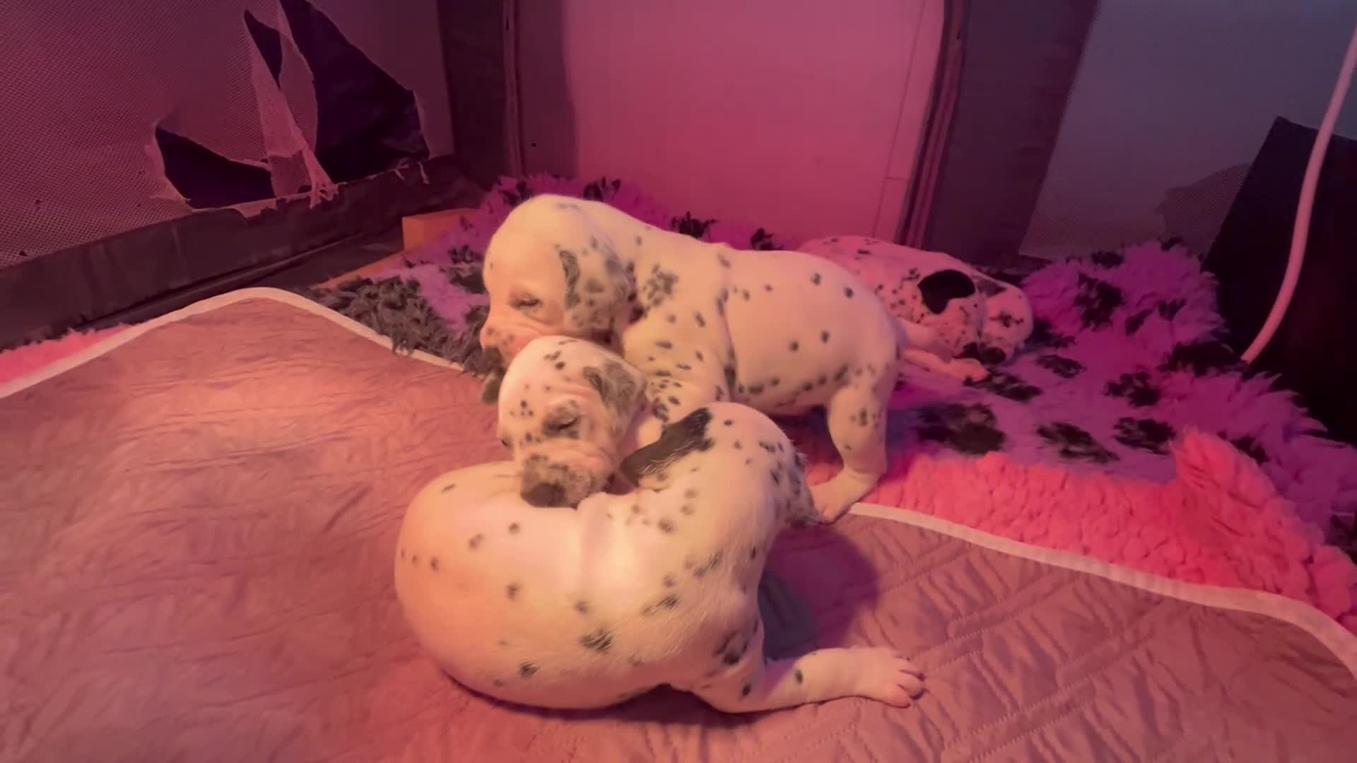Dalmatian dogs for sale: Stunning Dalmatian puppies KC reg show winners - Video 1