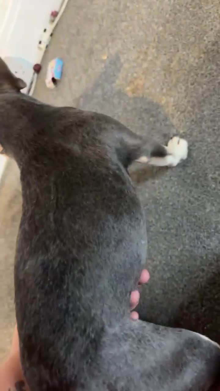 French Bulldog dogs for sale: 6months old LILAC FRENCHIE - Video 1