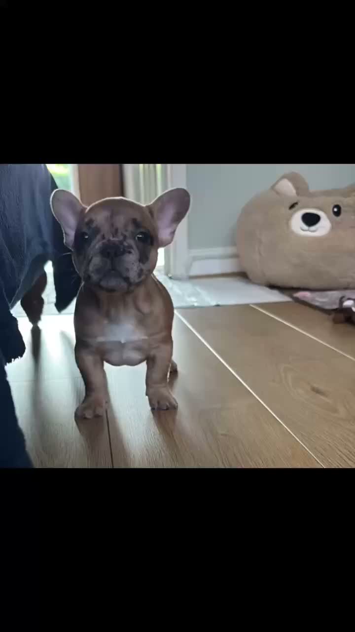 French Bulldog dogs for sale:  Beautiful Red Merle, Full Pedigree Frenchie 🐶🐾 - Video 1