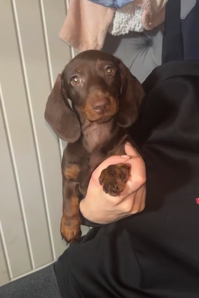 Dachshund dogs for sale: FEMALE CHOC DAPPLE AVAILABLE  - Video 1