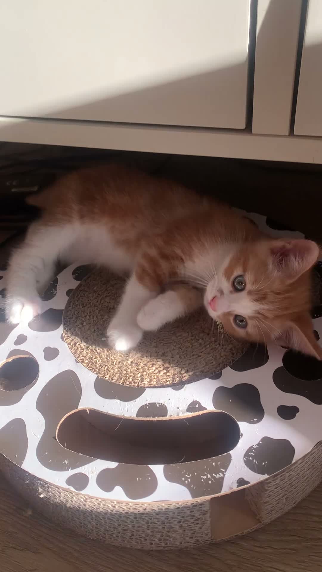 Mixed Breed cats for sale: Meet the Purr-fect Trio: Kurilian Bobtail Mixes - Video 3