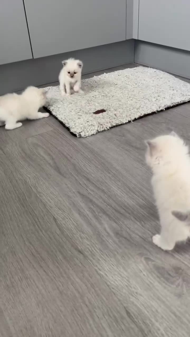 Ragdoll cats for sale: Stunning GCCF Registered Ragdoll Kitten - Video 2
