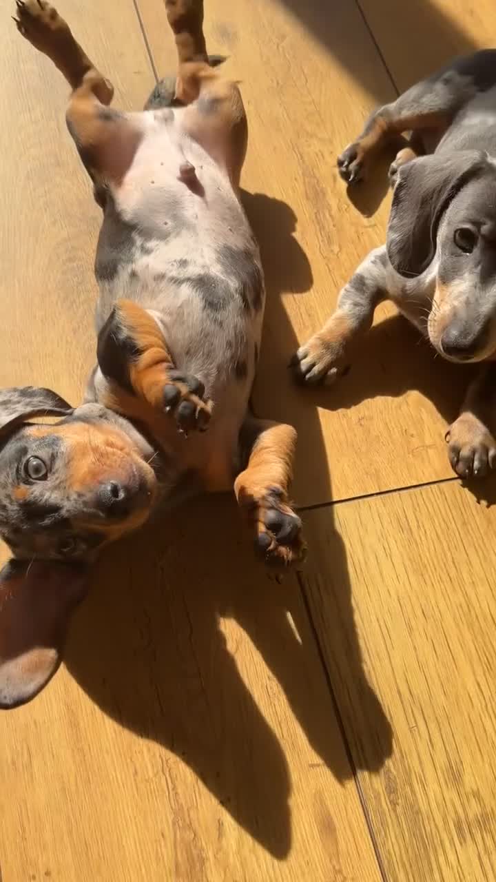 Miniature Dachshund dogs for sale: Silver dapple miniature dachshund female  - Video 2