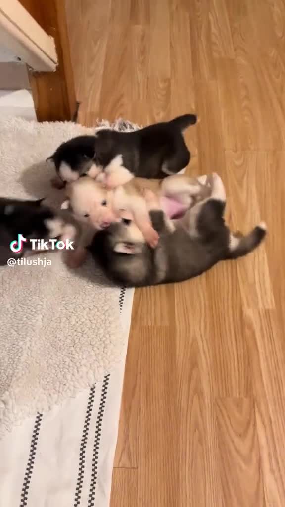 Siberian Husky dogs for sale: Siberian husky puppies  - Video 1