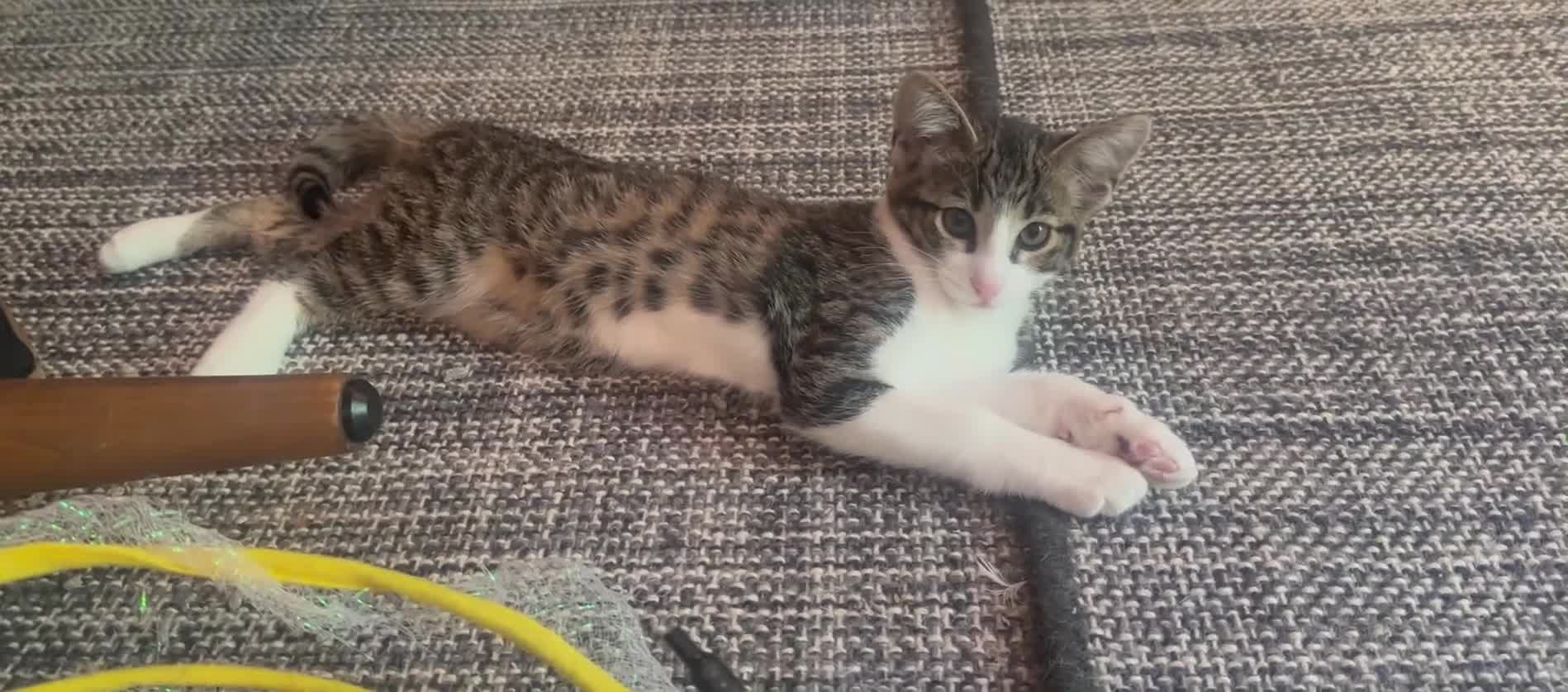 Mixed Breed cats for sale: Savannah F2 Cross - Video 1