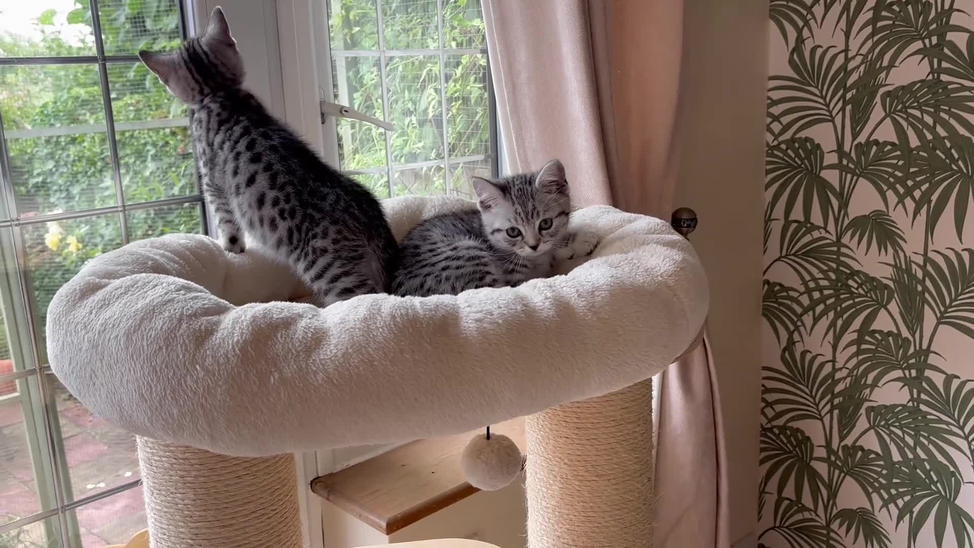 British Shorthair cats for sale: Black Silver Spotted/Tabby British Shorthair  - Video 2