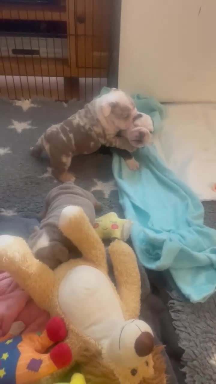 English Bulldog dogs for sale: English Bulldog puppies  - Video 2