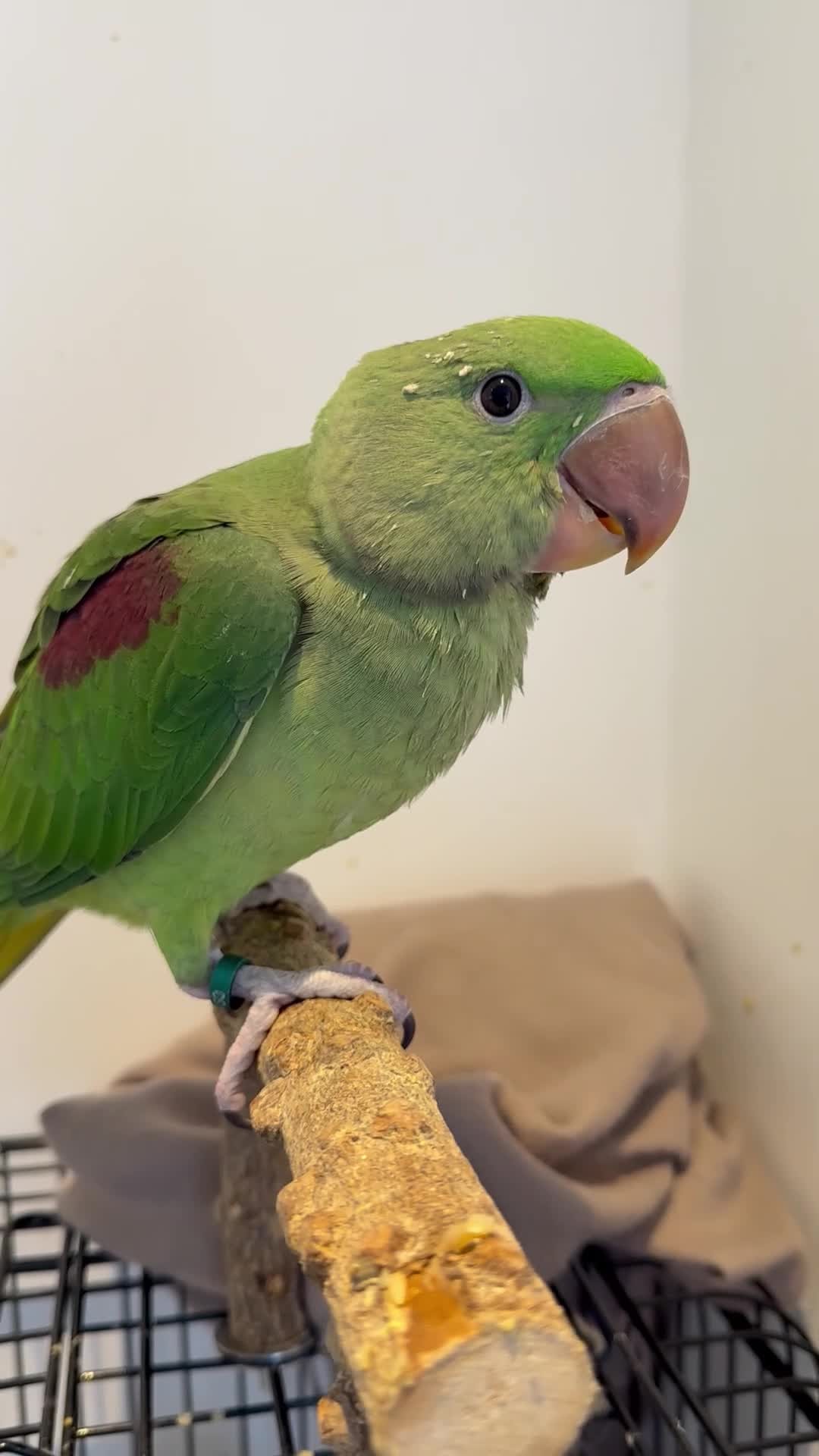 Parrots birds for sale: Alexandrine Parrot (Male) 9 weeks Old!  - Video 2