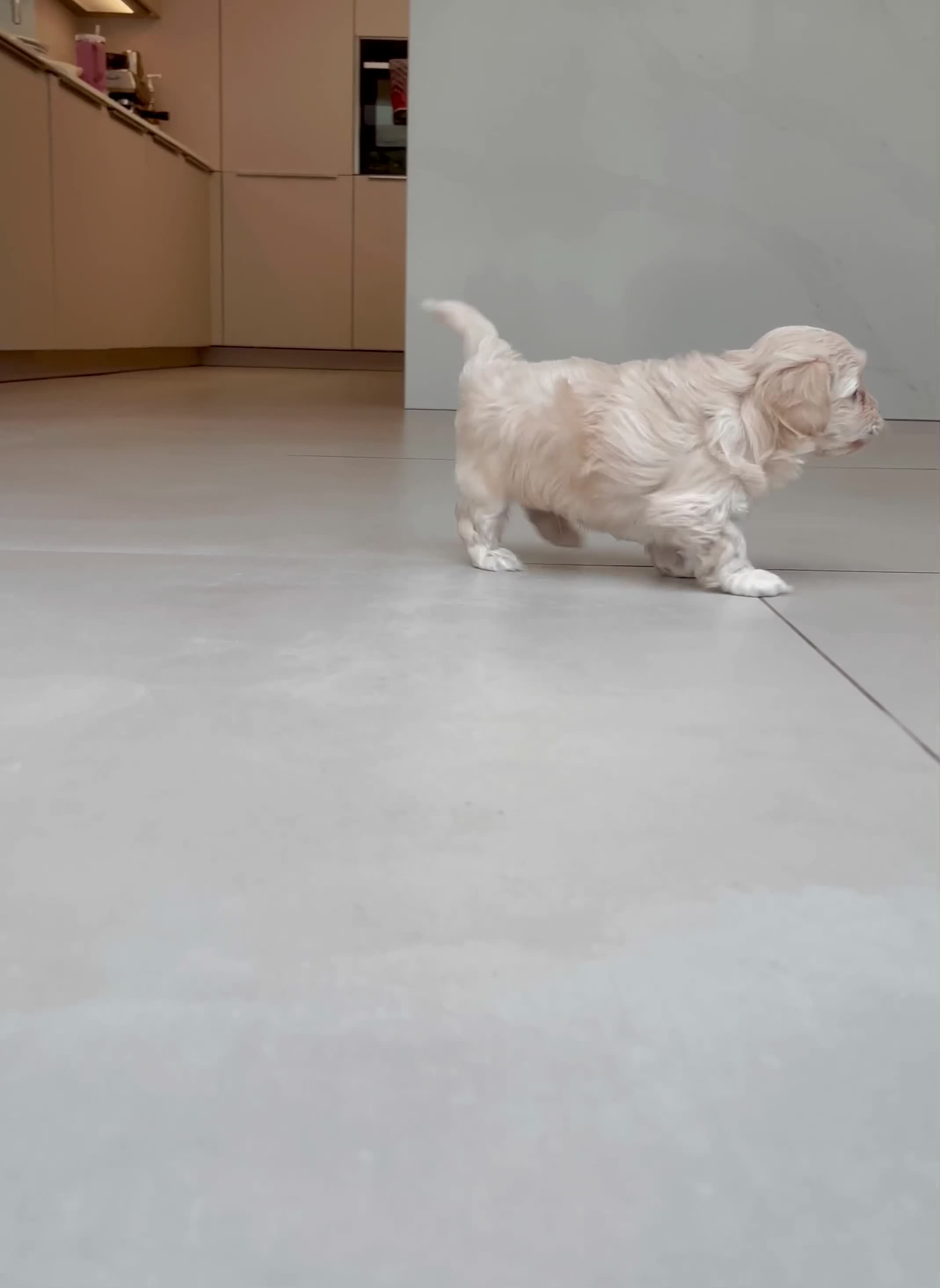Maltipoo dogs for sale: Exceptional Korean Maltipoo Puppies - Video 1