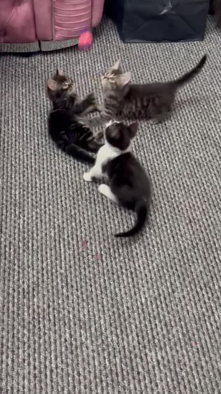 Mixed Breed cats for sale: Ready Now 2male and 1female Left - Video 3