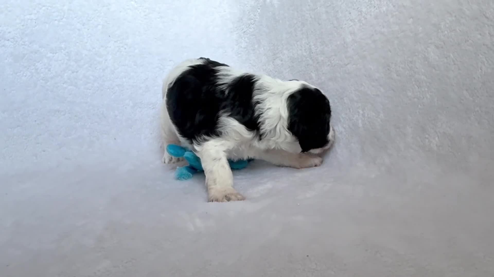 Goldendoodle dogs for sale: Gorgeous Double Doodle Boys - Video 4