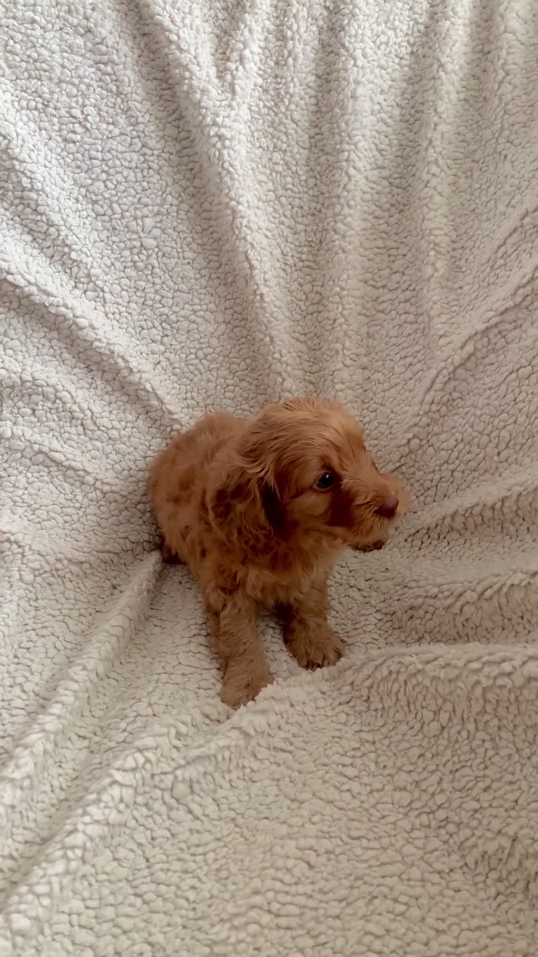 Cockapoo dogs for sale: 😍 STUNNING F1 cockapoos 😍 2 BOYS LEFT - Video 2