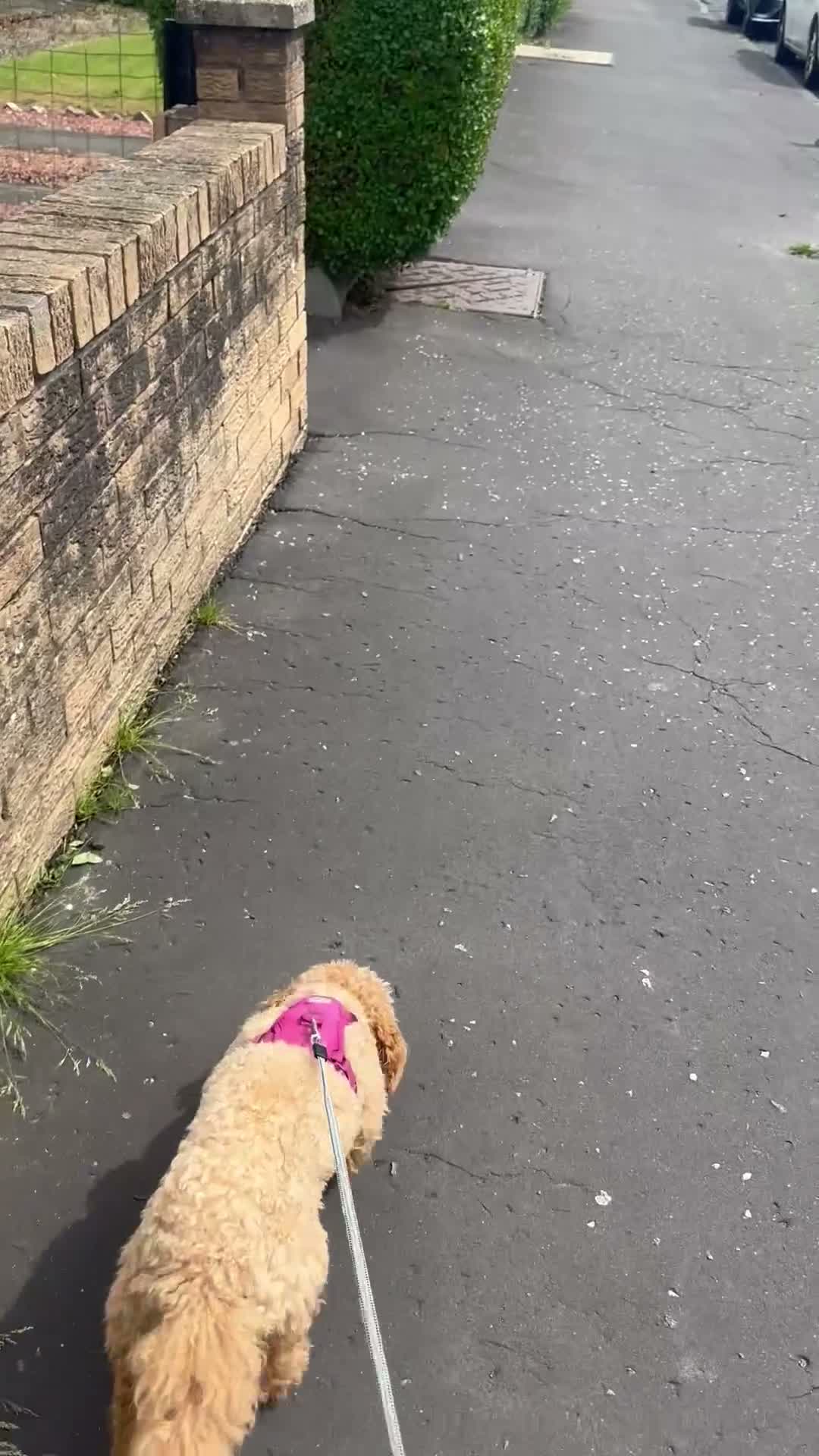 Poochon dogs for sale: Cookie - Video 1