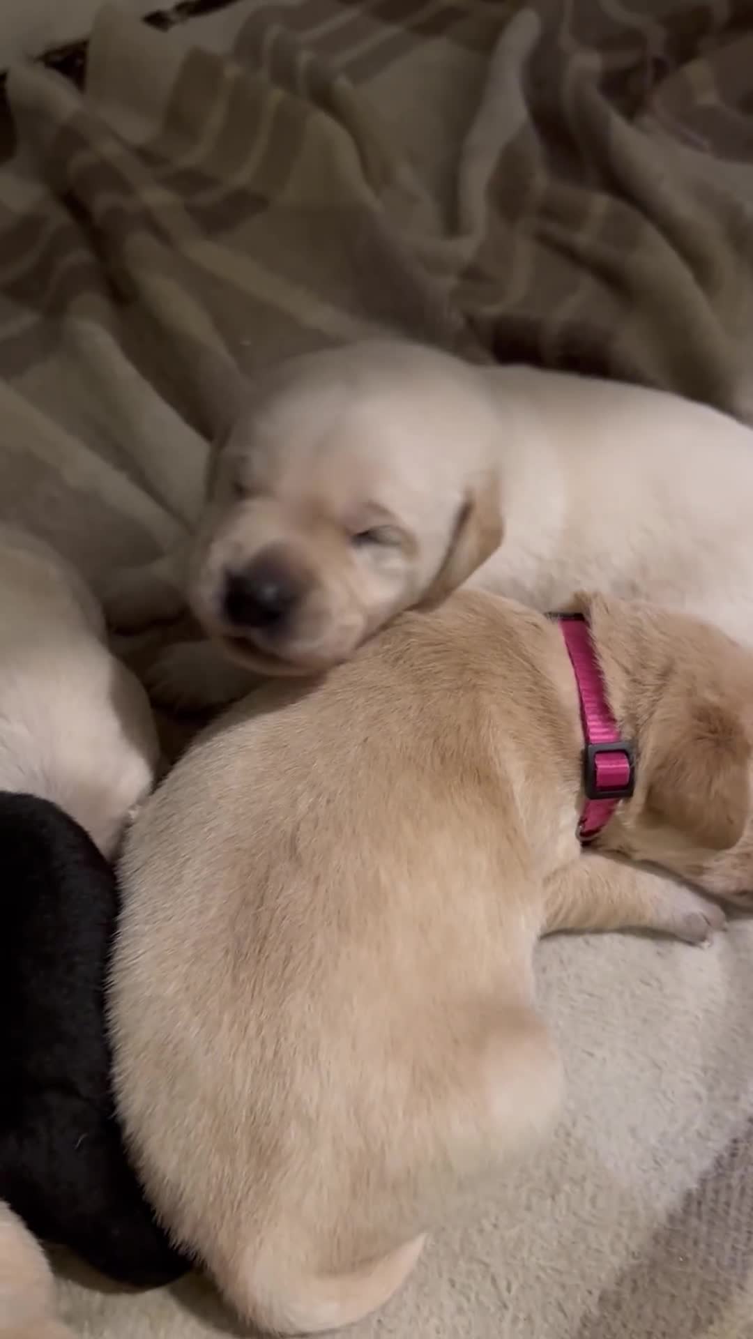 Mixed Breed dogs for sale: 🔥❤️ Beautiful labrador fur baby’s 🔥❤️ - Video 2