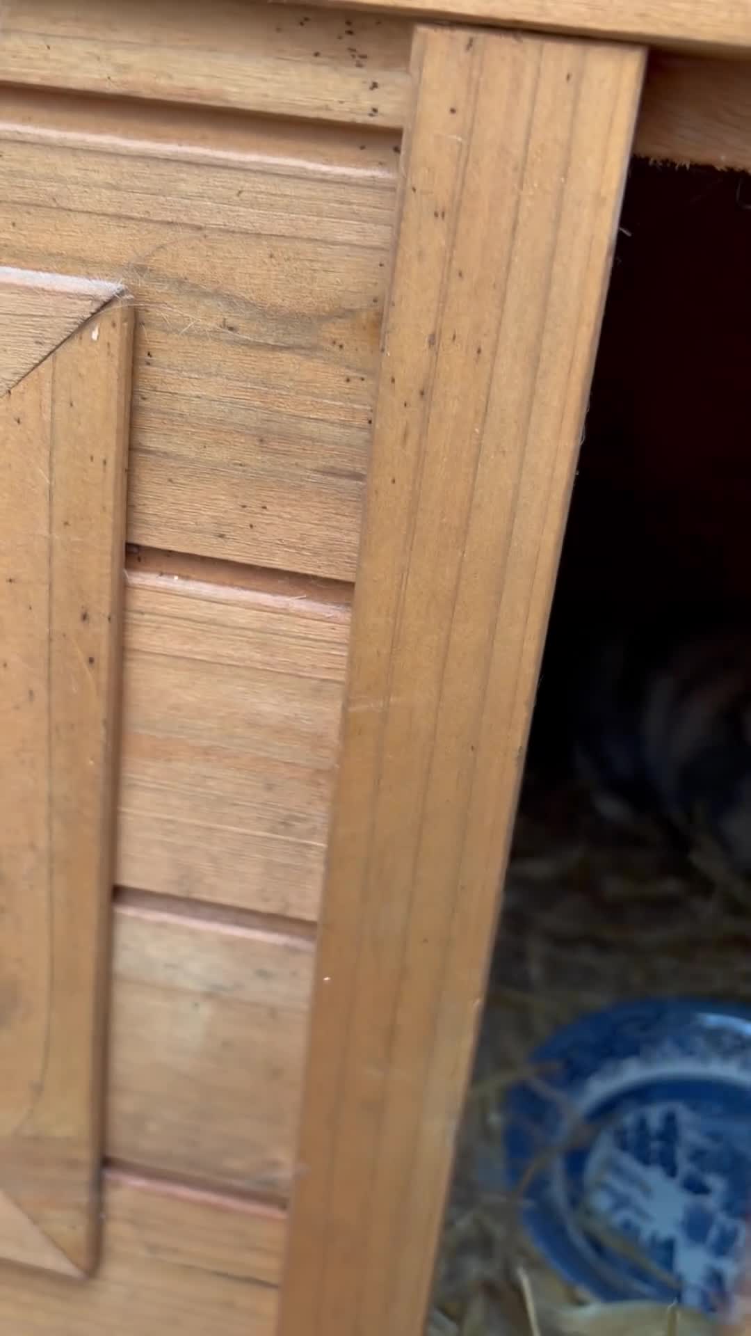 Mixed Breed rabbits for sale: Baby lionhead x harlequin lop bunny - Video 1
