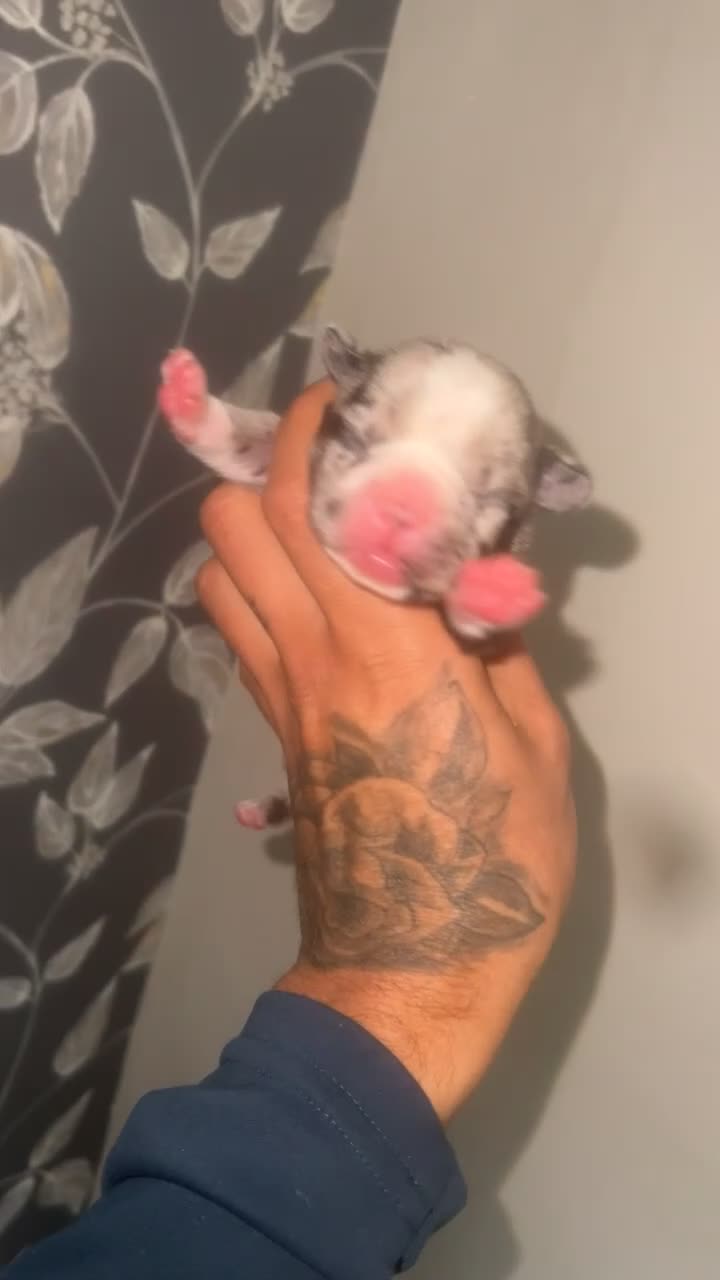 Mixed Breed dogs for sale: Gorgeous litter of frenchieXpocket bully  - Video 3