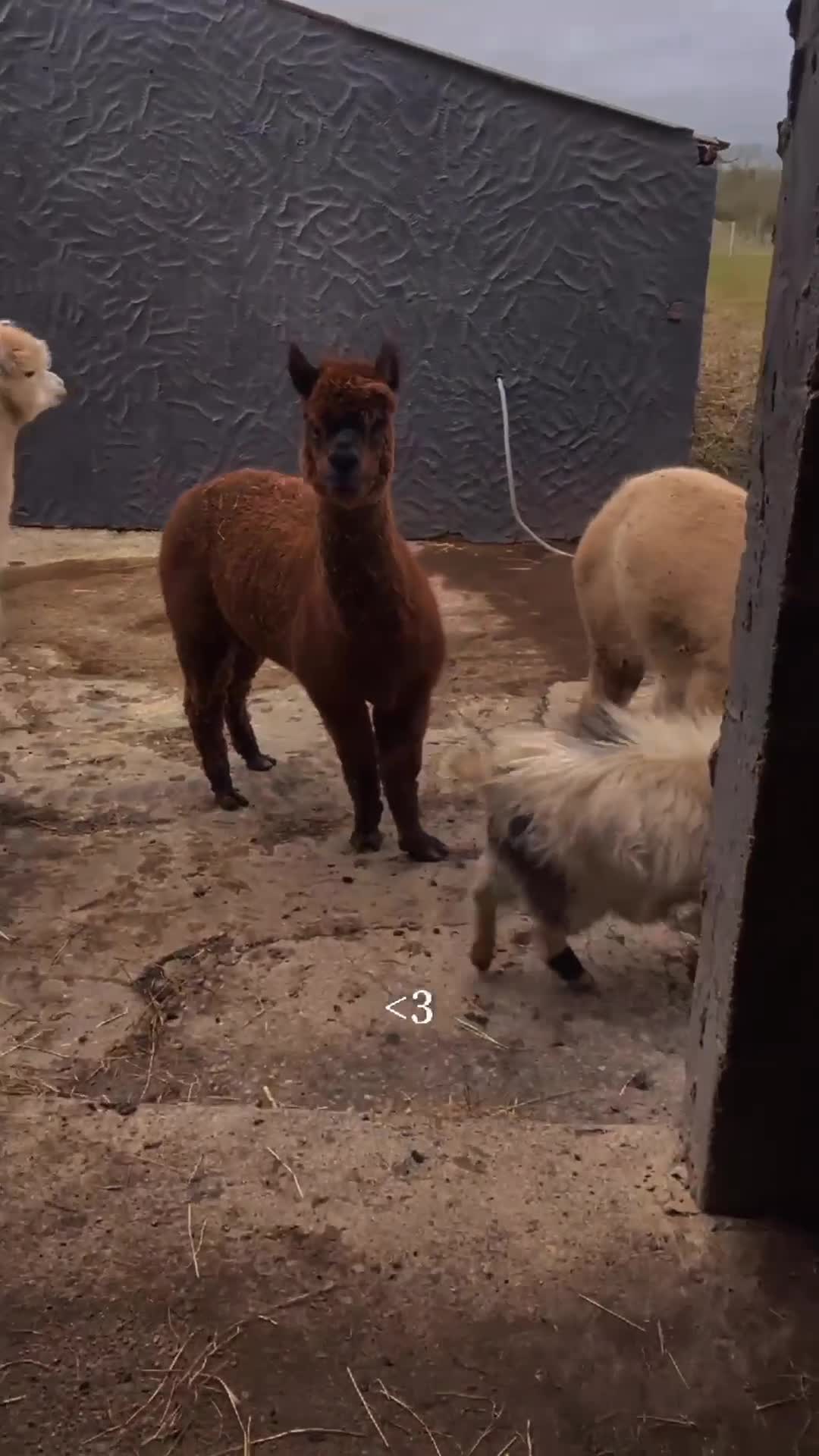 Alpaca livestock for sale: Group of 3 males  - Video 2
