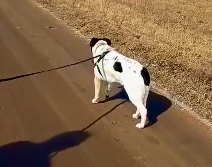 Border Collie dogs for adoption: Nelson - From Orphaned Puppy to Brave Survivor - Video 1