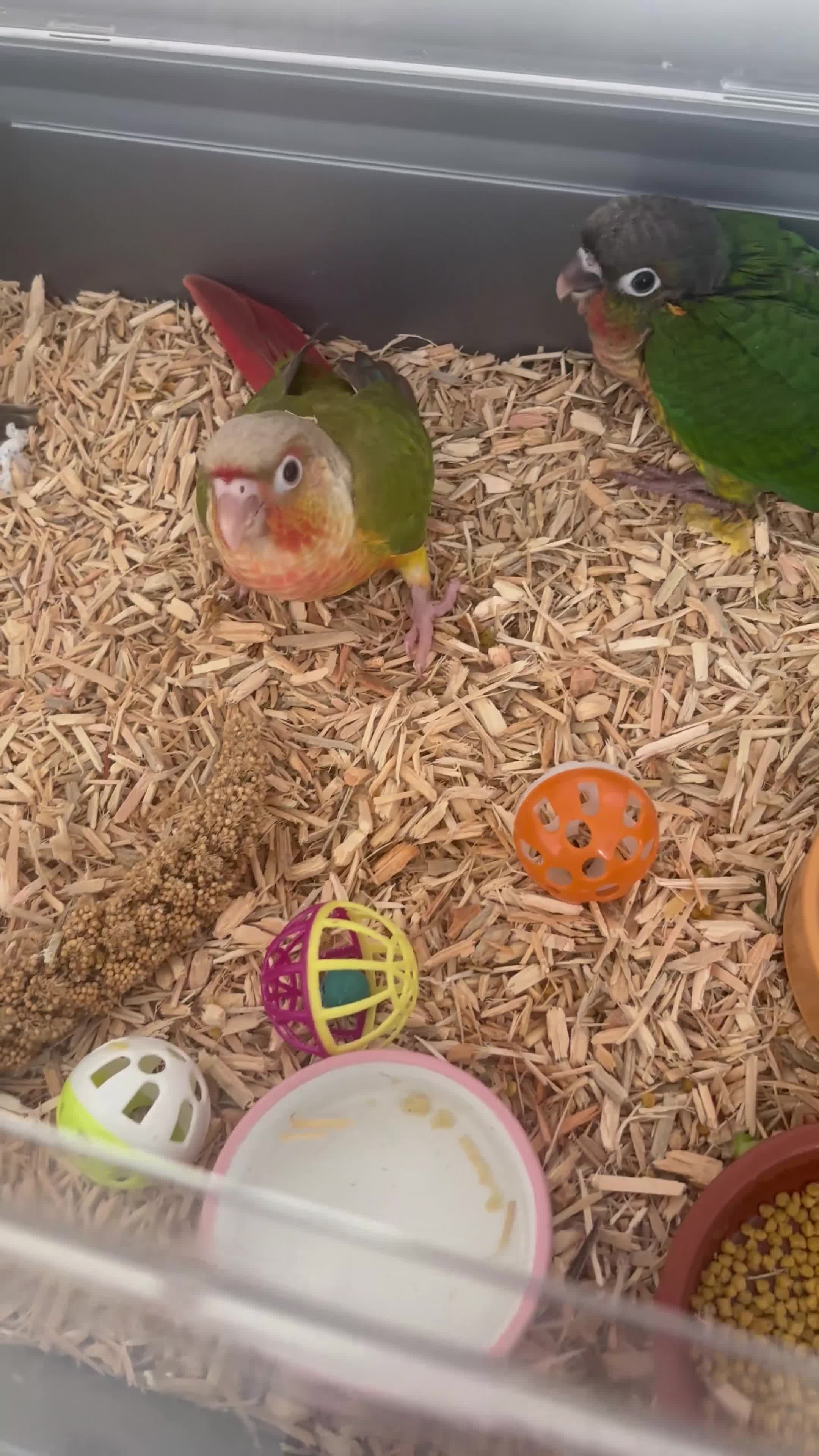 Conures birds for sale: Hand-Reared Conure Babies  in Sunderland - Video 1