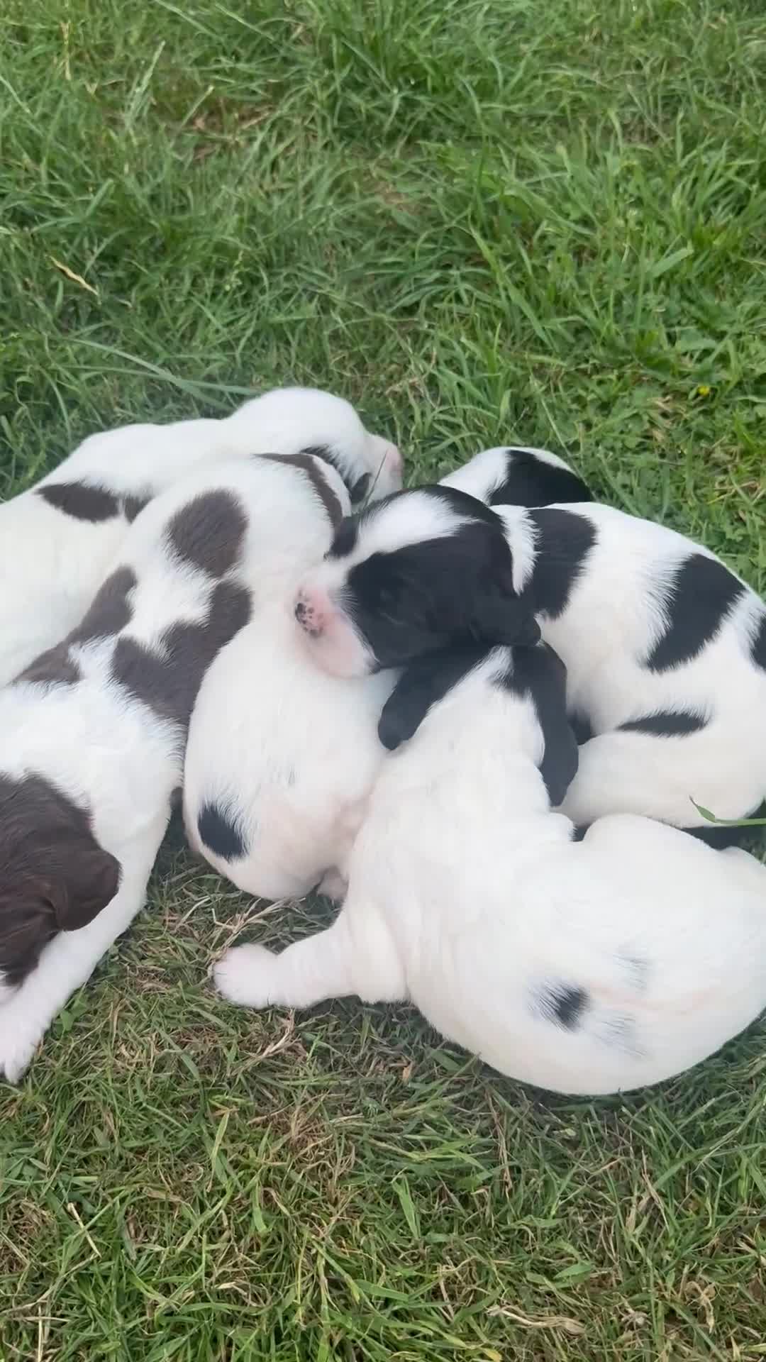English Springer Spaniel dogs for sale: KC REG ESS WORKING PUPS 🐶❤️ in Sudbury - Video 1