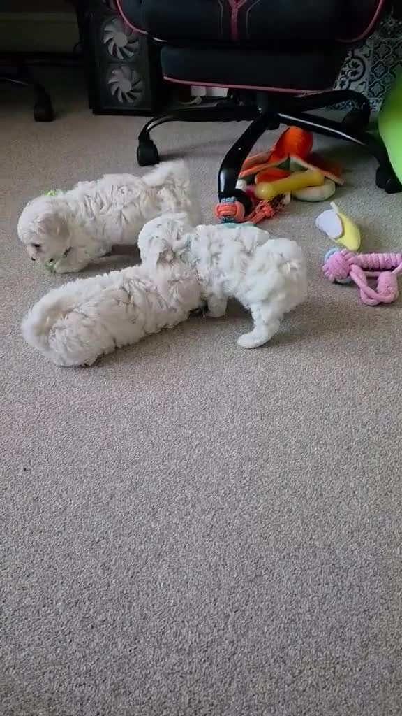 Bichon Frise dogs for sale: Bichon bolognese  - Video 1