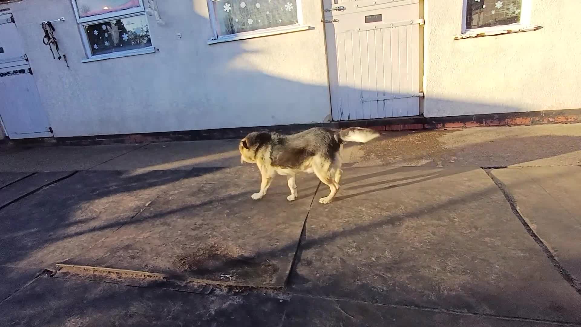 Mixed Breed dogs for adoption: 🐶Really… does nobody want to give me a chance? 💔 - Video 2