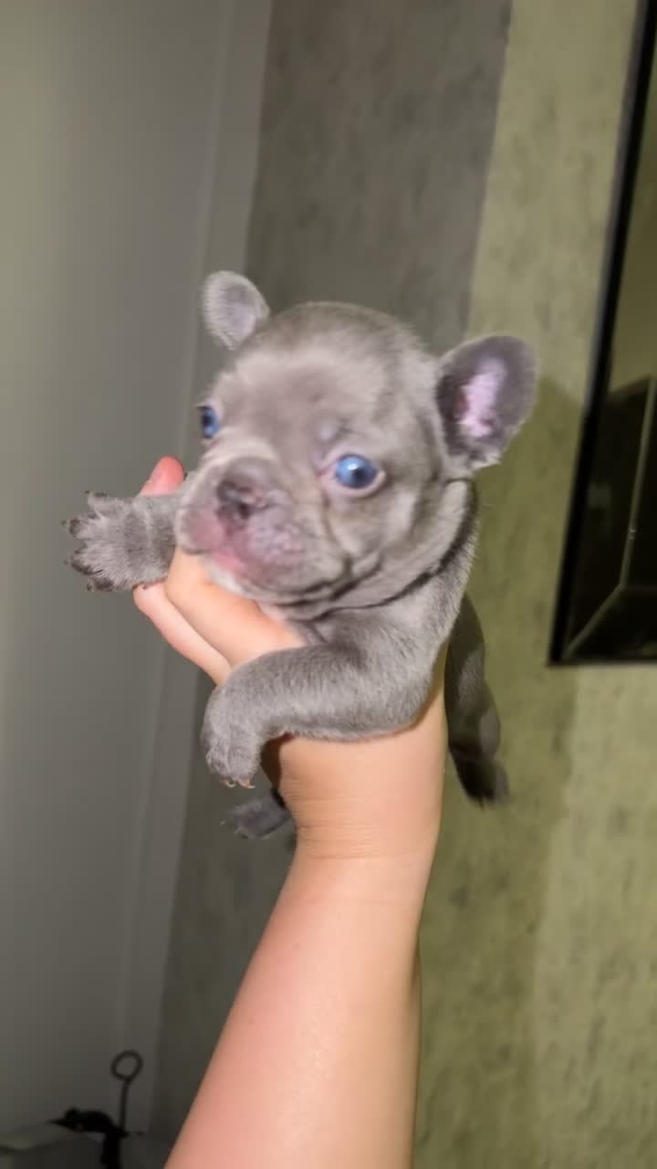 French Bulldog dogs for sale: Gorgeous Lilac, Pink Isabella, & Blue Frenchies - Video 1