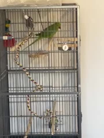 Ringnecks birds for sale: Green Indian ring neck  - Video 2