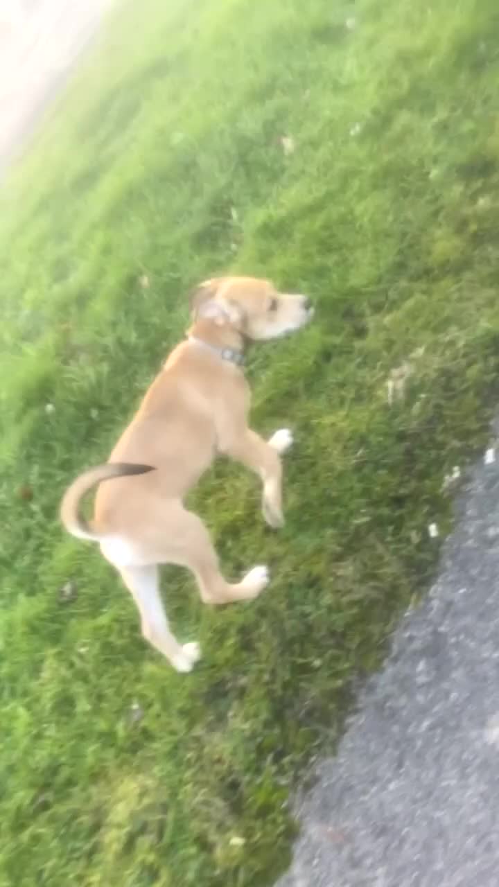 Mixed Breed dogs for sale: Murphy  - Video 2