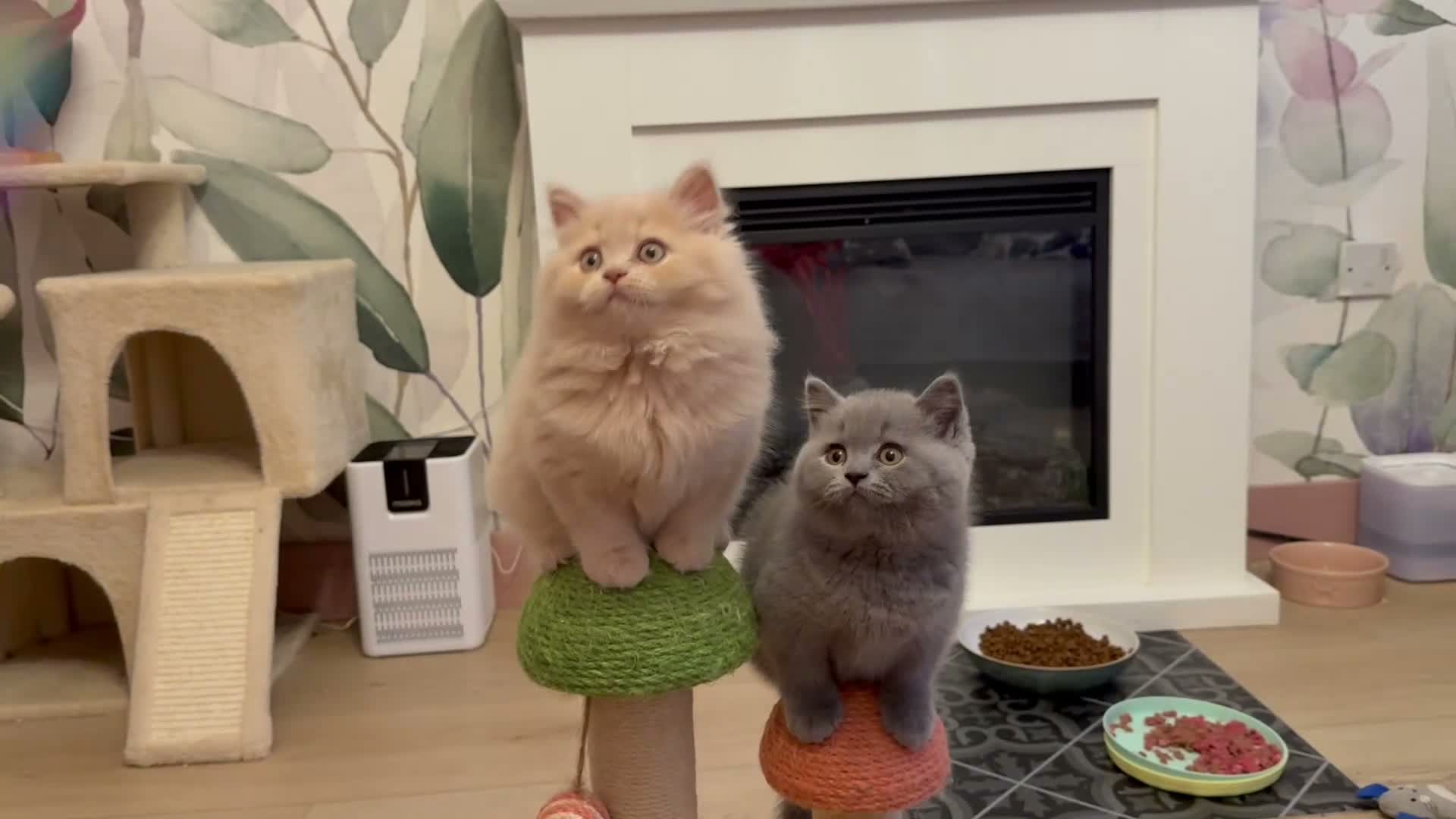 British Shorthair cats for sale: Registered Pedigree British Shorthair & Longhair  in Stafford - Video 1