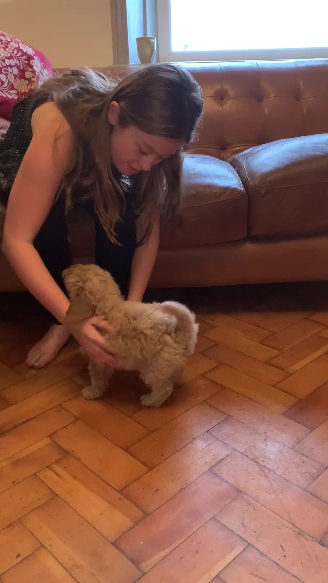 Cockapoo dogs for sale: Cute as Buttons! Cockapoo Puppies for Sale - Video 3