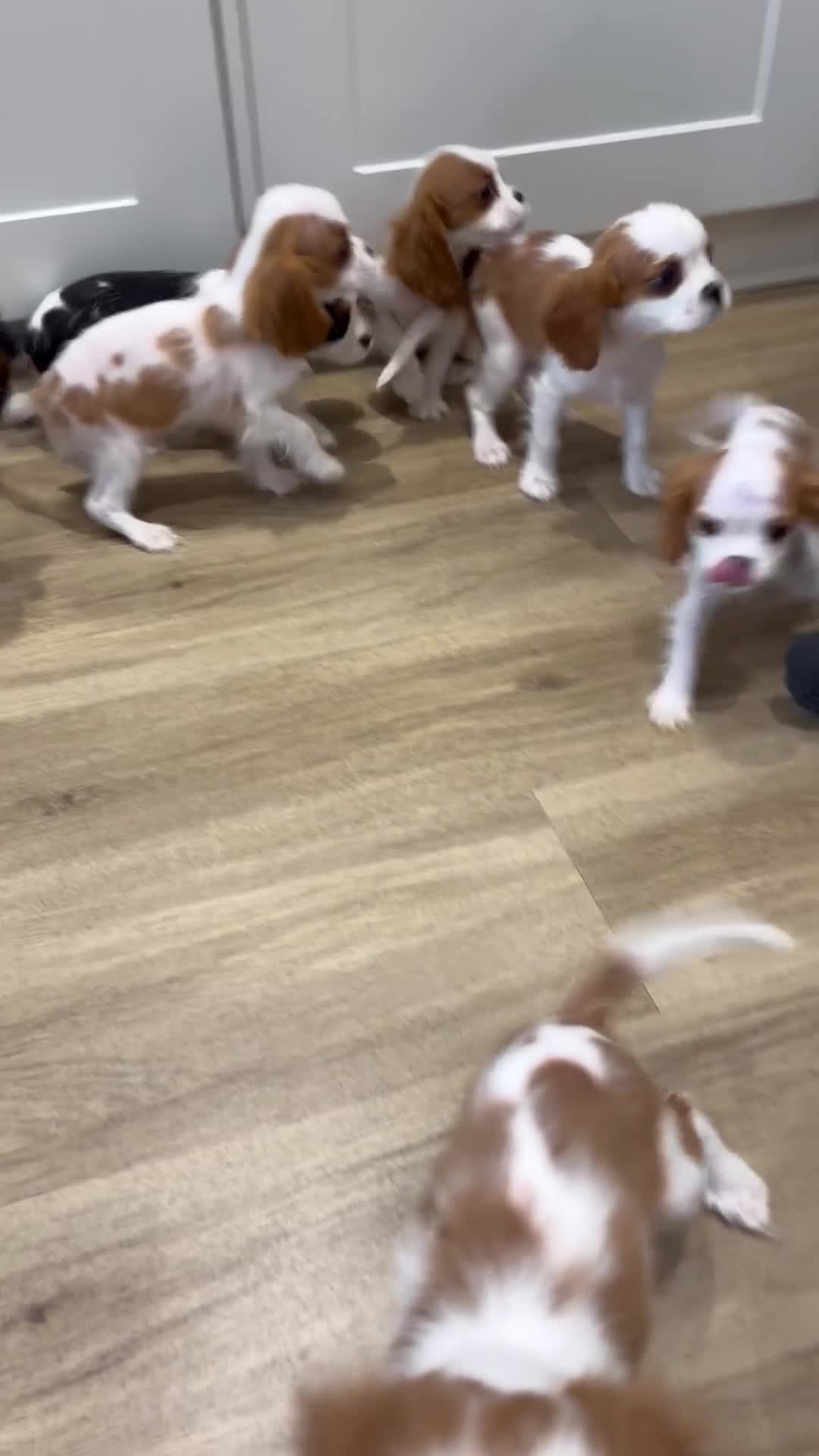 Cavalier King Charles Spaniel dogs for sale: Beautiful King Charles Cavalier puppies for sale  - Video 1