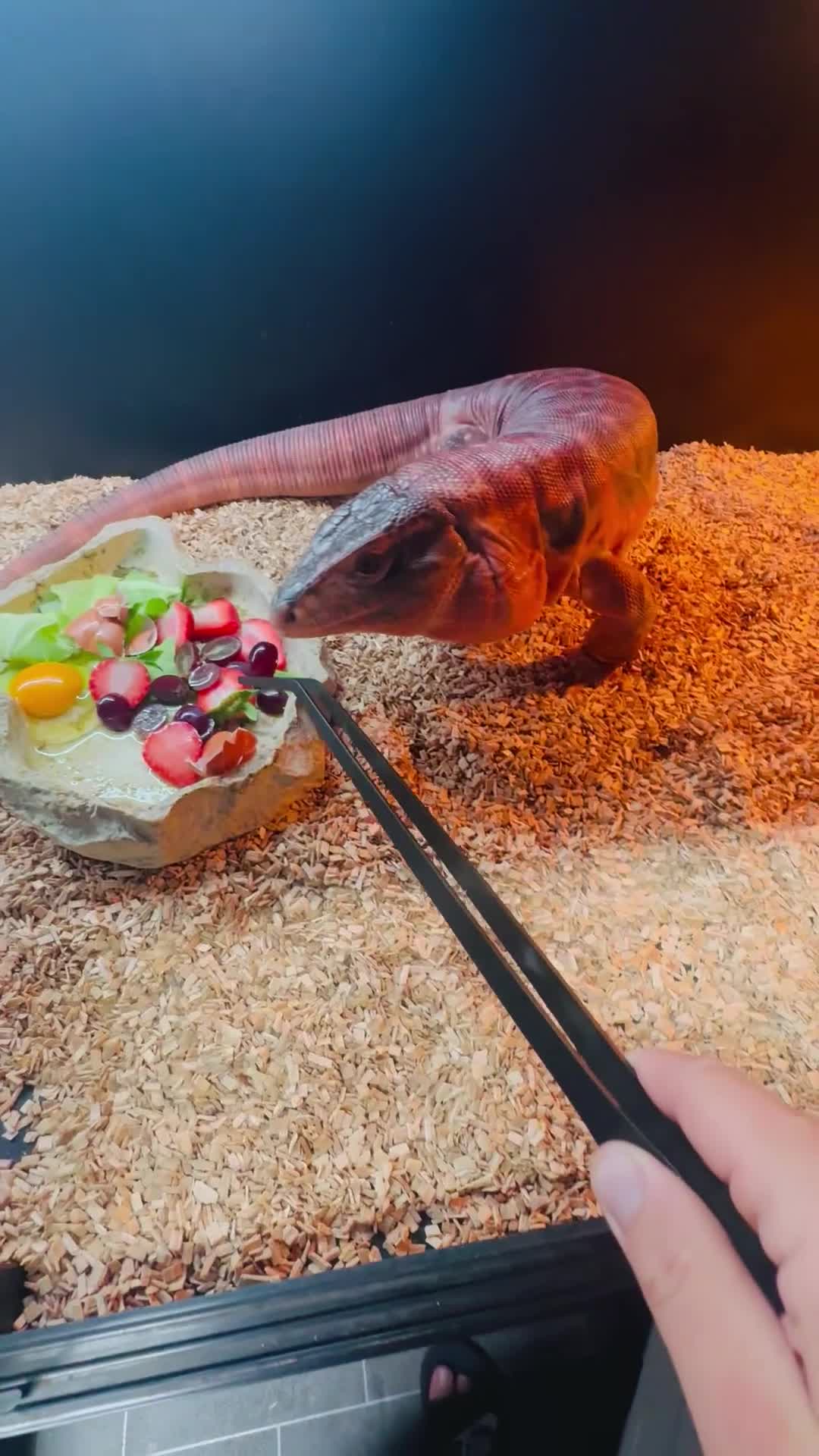 Lizard reptiles for sale: Red male tegu - Video 2