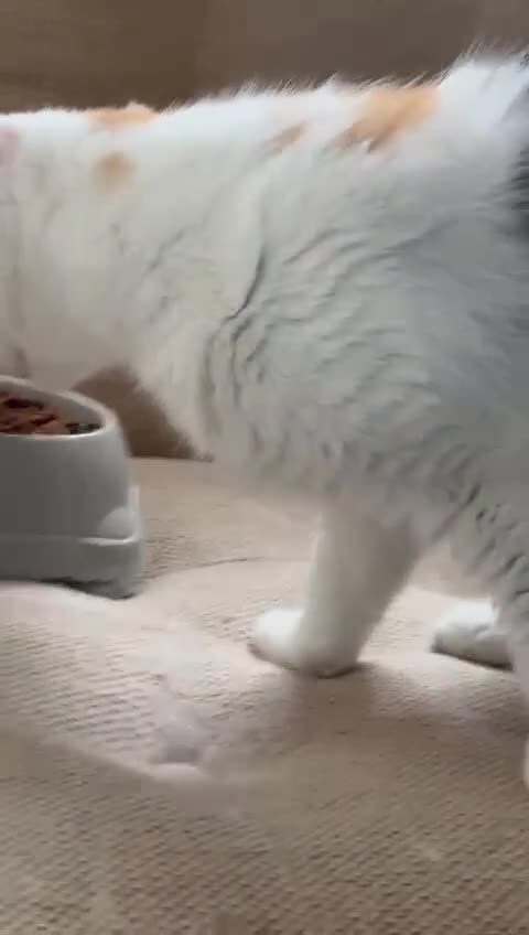 British Longhair cats for sale: Beautiful Cats for Sale – Loving Homes Only - Video 1