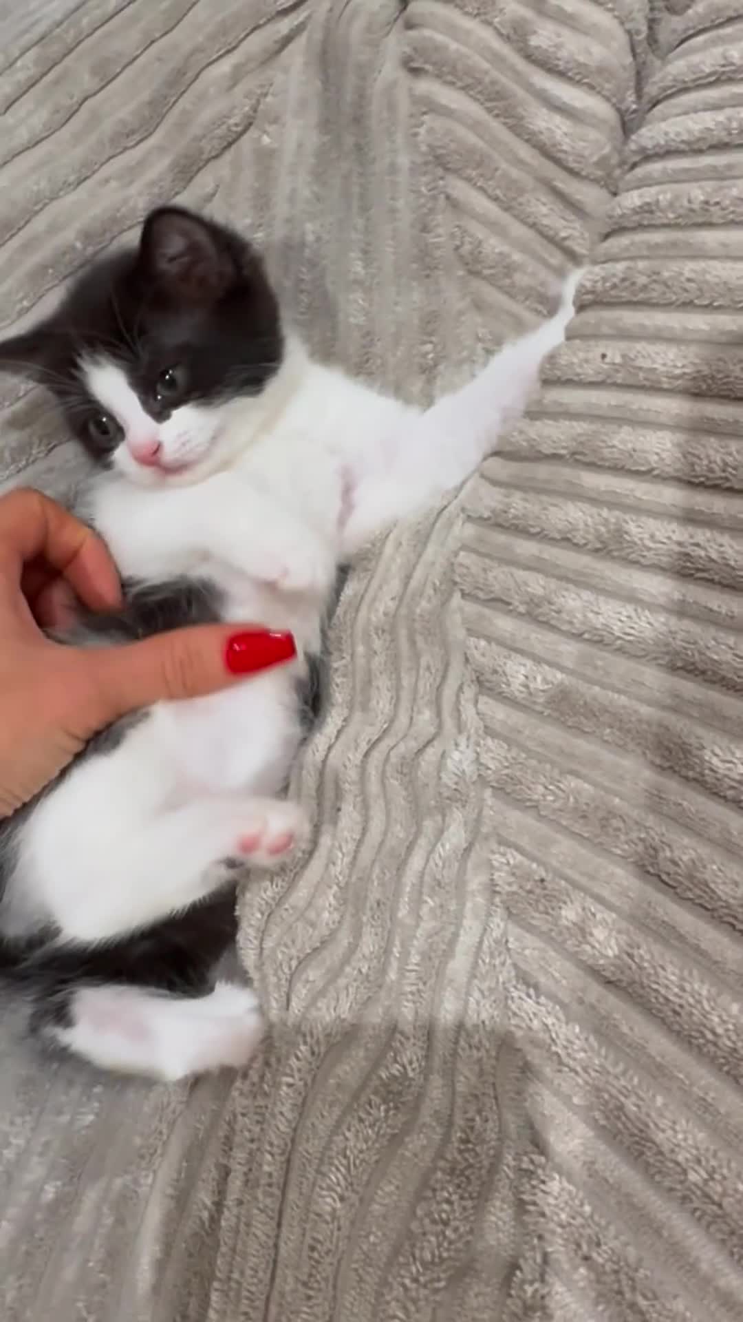 Mixed Breed cats for sale: 2 beautiful Kittens, 1 boy  1 girl - Video 4