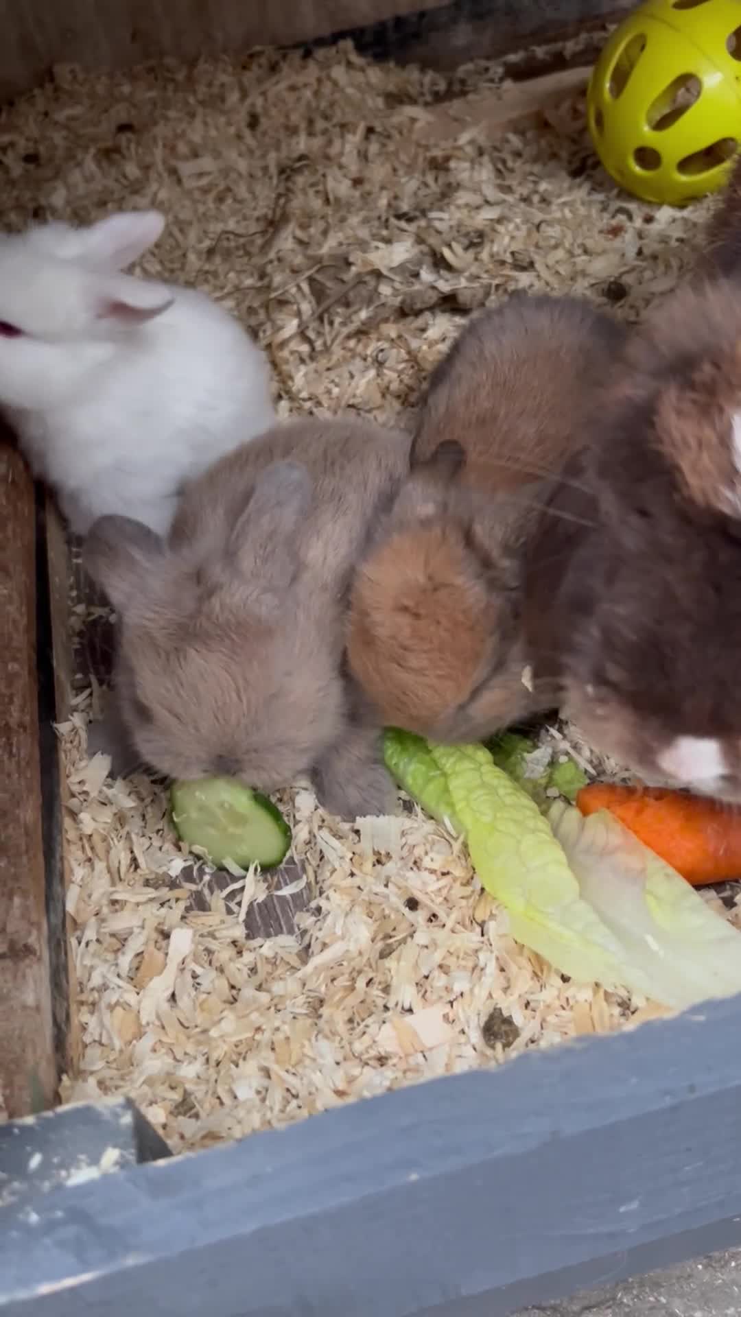 Mini Lop rabbits for sale: Stunning Lilac split/Lilac self mini lops  - Video 1