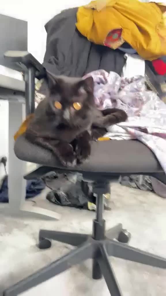 Mixed Breed cats for sale: Junior Male Cat - Video 1